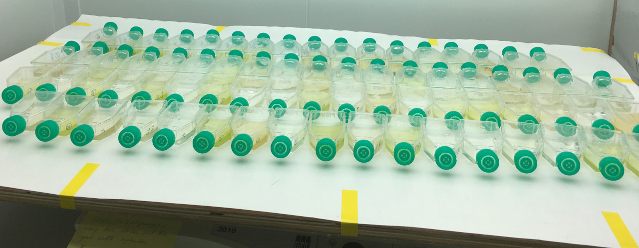 Laboratoriefrsk-med-odling-av-vstkustalger-frn-artkollektionen-GUMACC_