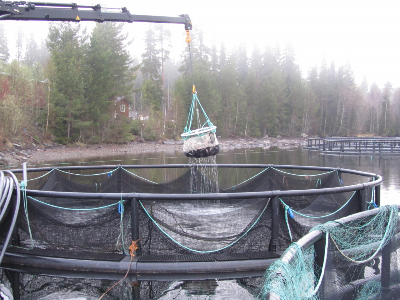 Semisluten kasse för odling av fisk. Foto Anders Kiessling