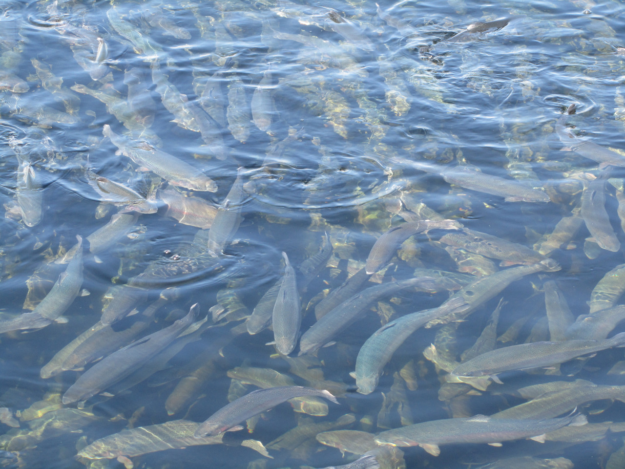 Odlad laxfisk. Foto: Anders Kiessling